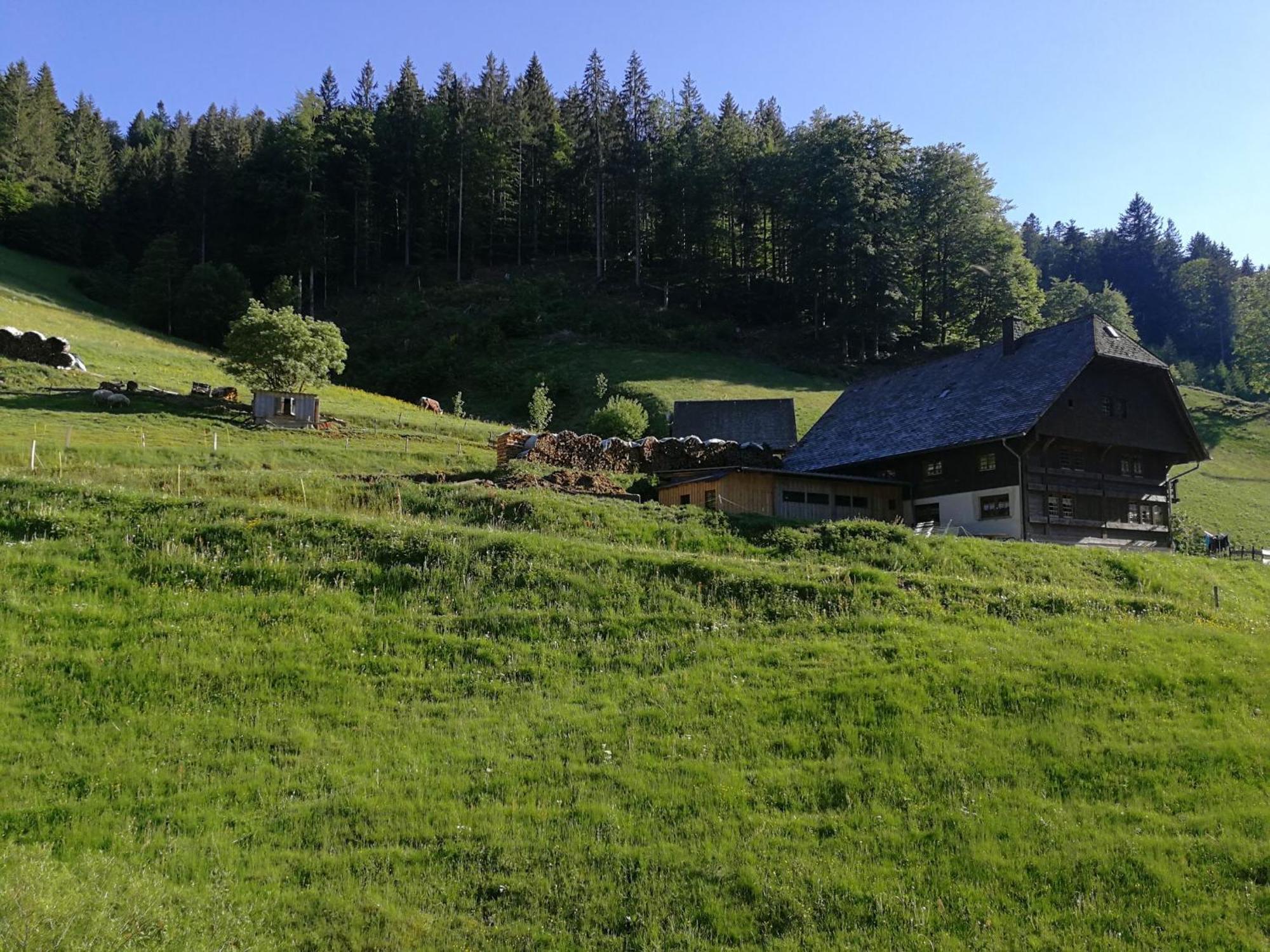Ferienwohnung Glashuette Sankt Märgen Exterior foto